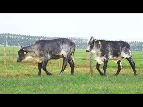 LOTE 143 1054 CY 1066 CY