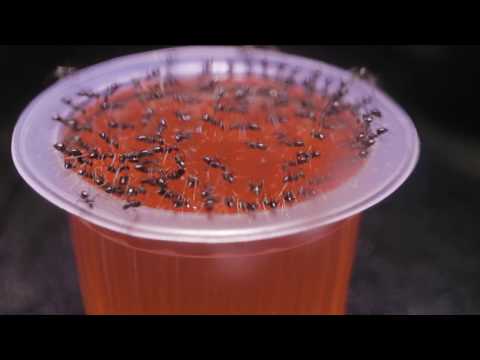 HIDDEN VIDEO: Black Crazy Ants & Other Creatures in their New Vivarium - HIDDEN VIDEO: Black Crazy Ants & Other Creatures in their New Vivarium