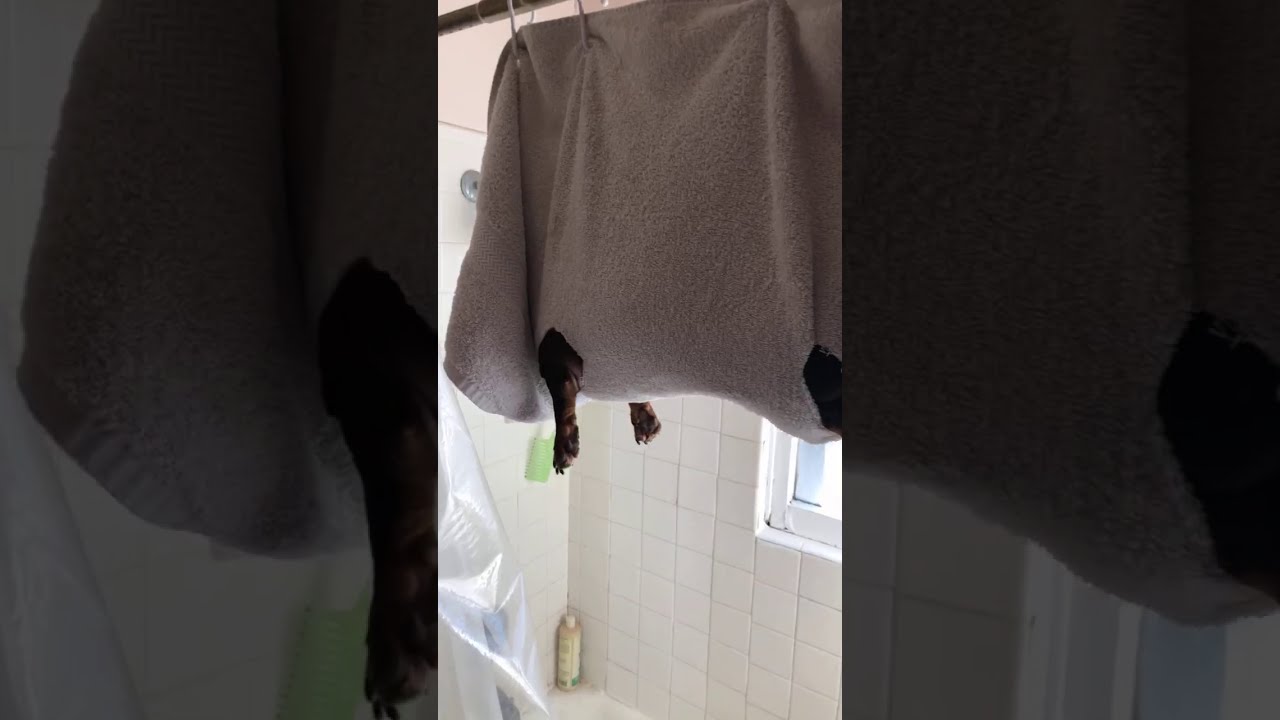 Homemade harness to trim dog’s nails. YouTube