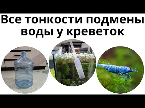 Делаем подмену в аквариуме с креветками. Всё, что нужно знать о подмене воды.