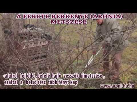 Aronia ((fekete berkenye)