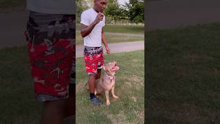 Brooklynn 7 Months Old Obedient Bbk Work