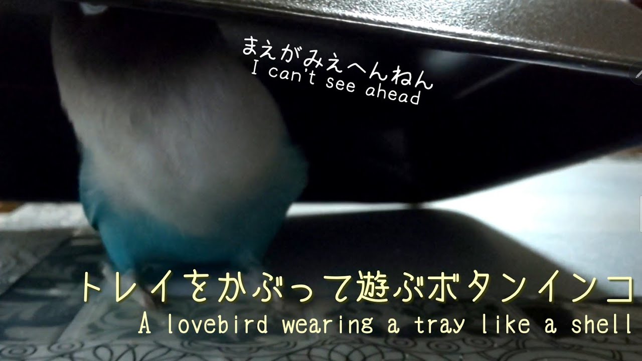 トレイをかぶって遊ぶボタンインA lovebird wearing a tray like a shel 