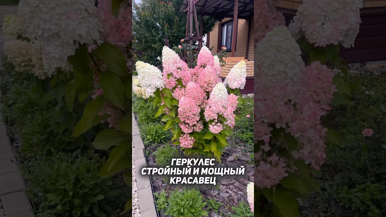 Стройный и мощный сорт.