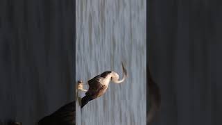 Find The Bird Name Mind Changes