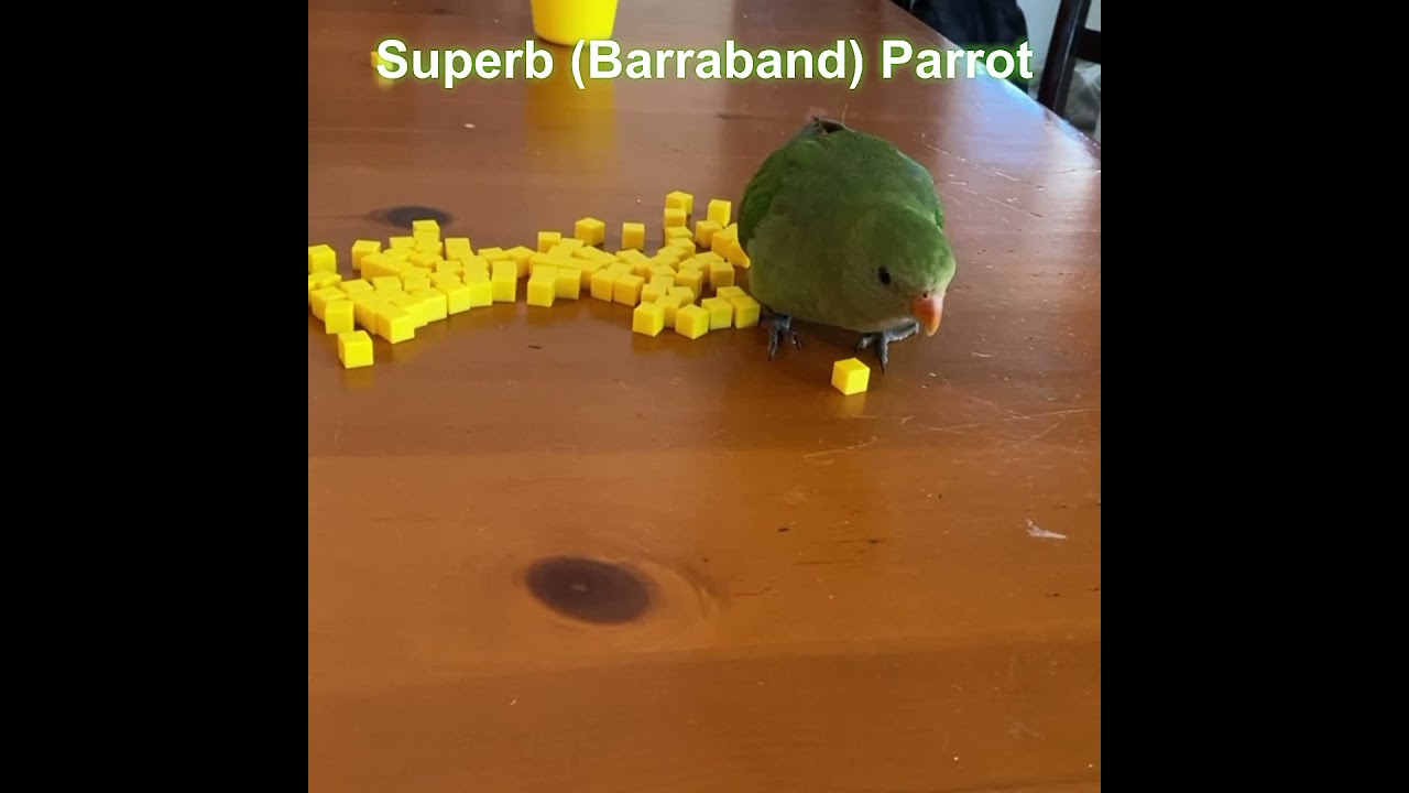 Superb (Barraband) Parrot 5 month old