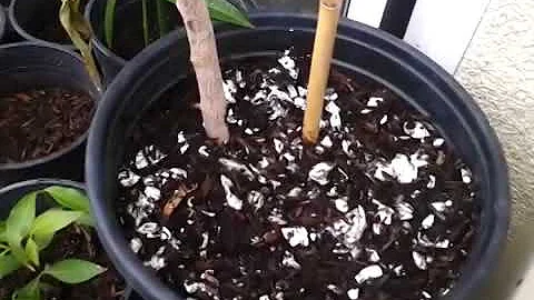 2 Min. Tip: How We Use Eggshells in Our Garden (Eggshell Calcium)