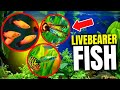 Why livebearer aquarium fish are great for beginners