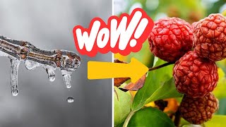 Microclimas para arvores frutiferas raras cultive o paraiso em seu quintal