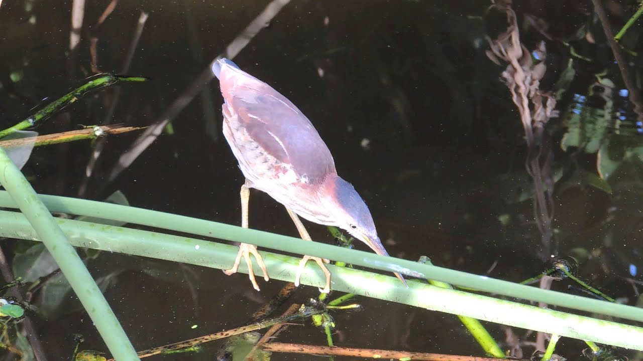 Least Bittern Video73 
