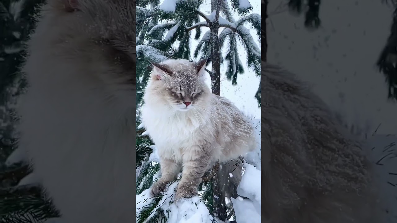 Snow Cat