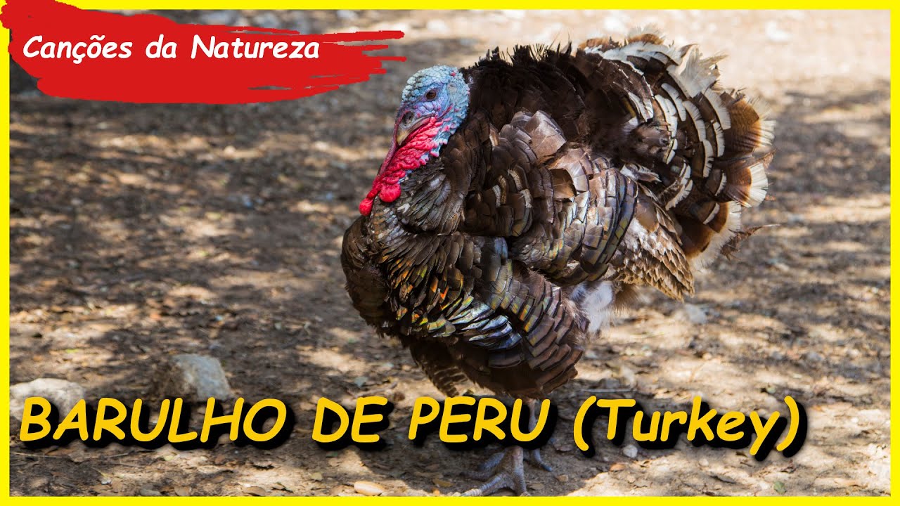 SOM DE PERU / TURKEY GOBBLE SOUND / TURKEY GOBBLE CALL / TURKEY SOUND EFFECT / TURKEY NOISES