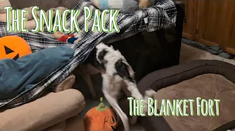 Silken Windhounds build a Blanket Fort