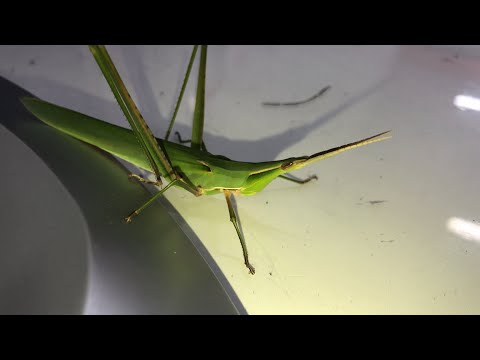 방아깨비의 여름밤"