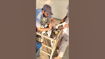 Ear tags #tagging method#cow #dairyfarming #youtubeshorts #calf#viral