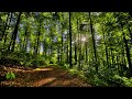  4k  relaxing nature sounds for stress relief bird song forest sounds