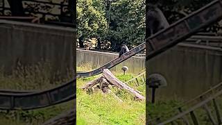 Ever Seen A Silverback Gorilla Going Down A Slide? #Silverback #Gorilla #Slide