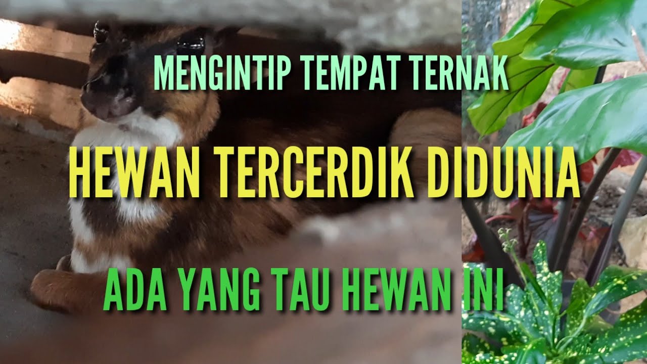 SI KANCIL HEWAN TERLICIK DI DUNIA ( MENGINTIP TEMPAT TERNAK KANCIL