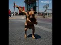 لما تسمع صوت كابونجا ممكن تغني معاه بس الكلب ده قرر يرقص  إسلام كابونجا
