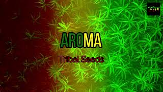 Aroma - Tribal Seeds (Karaoke Version) HD
