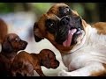 Funny Boxer Dogs Videos Compilation 2016 - Funniest Dog Videos 2016