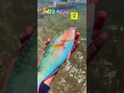 هجرة اسماك الحريد