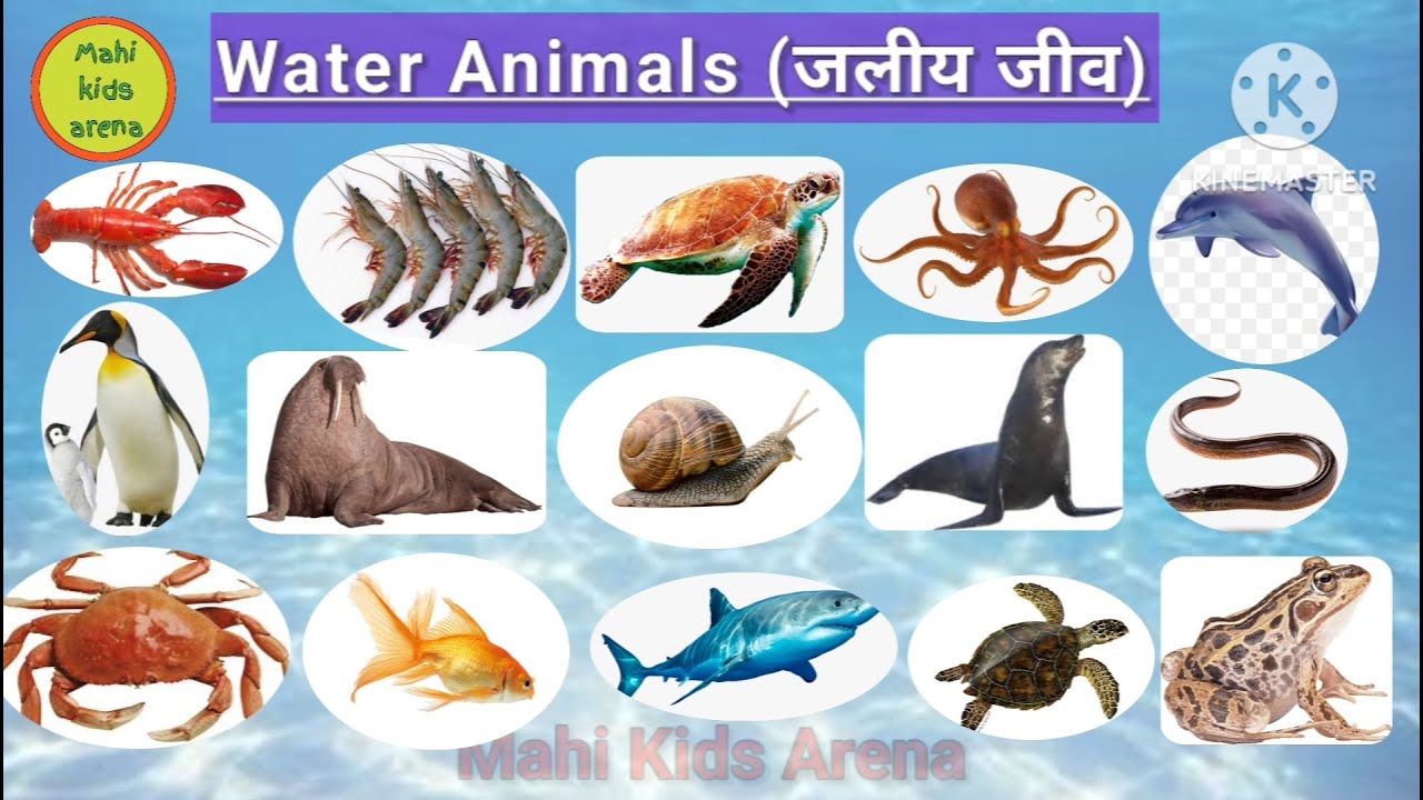 Water animal name in english and hindi with photo, Name of water