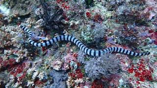 Sea Snakes, Sea Kraits - Philippines