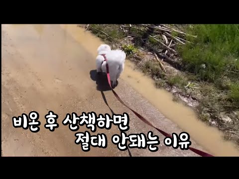 비 온후 산책하면 안돼는 이유  | 역대급 참사 | A post-rain walk - Mud Festival