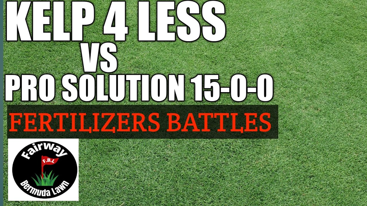 FERTILIZING Bermuda Tifway   419