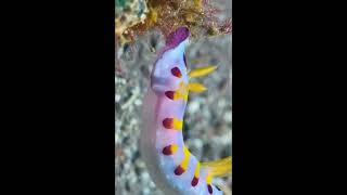 Beautiful sea animals