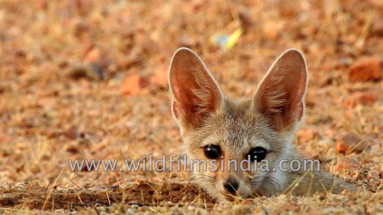 Big ears Desert fox allows itself to be filmed but remains alert YouTube