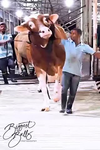 Biggest bull 😮#australianbull #burahman #sahiwalbull #cholistanibachre #cow