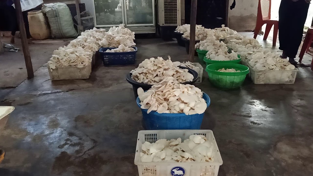 Budidaya Jamur Tiram 