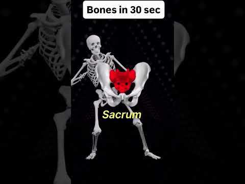 أسماء العظام بأغنية