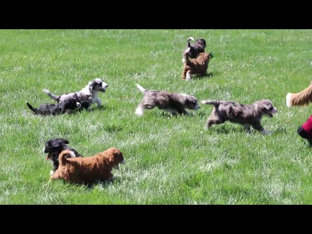 Sage video thumbnail