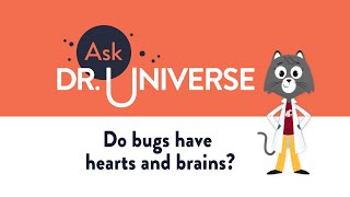 Do Bugs Have Hearts And Brains?
