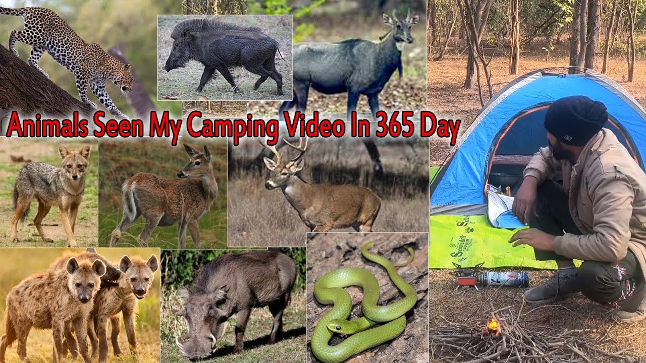 I Survived 365 Days In The Forest / Bobby Camping
