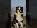 Top 10 Dogs That Can Challenge a Kooikerhondje