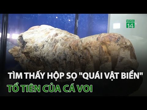 Video: Nhà tiên tri Yunus đã ở trong con cá voi bao lâu?