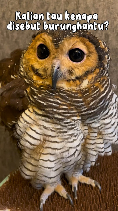 Alasan disebut burunghantu!😱👻 #burunghantu #animals #owl #creepy #horrorstories #cctv