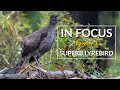 Sony Bird Photography | Superb Lyrebird | Sony A9 and Sony A7RIV for wildlife