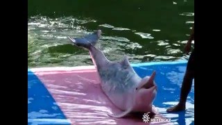 Шоу дельфинов в Паттайе - Pattaya dolphin show Шоу дельфинов в Паттайе - Pattaya dolphin show