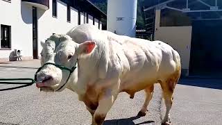 Dance bulls 88888888