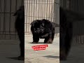Long cot German shepherd male puppy for sale (8920196052) #shorts #viral #new