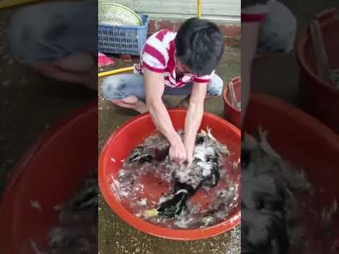Make duck feathers