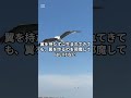 ココ・シャネルの名言|翼を持たずに生まれてきても、翼 #Shorts #名言 #ココ・シャネル