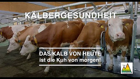 Ist Kalb weiblich?