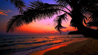 Aesthetic Video Vol. 35| Sunset Palm Trees 3