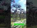 Why are there trees shaped like chairs?#funfacts